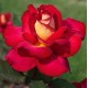  Rose  Bolchoi® ( Meizuzes)