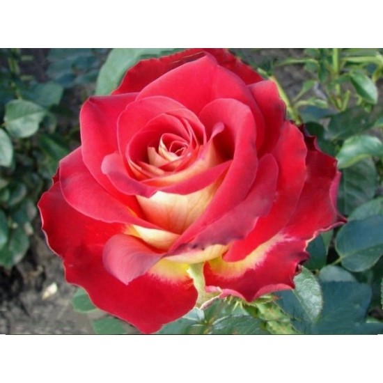  Rose  Bolchoi® ( Meizuzes)