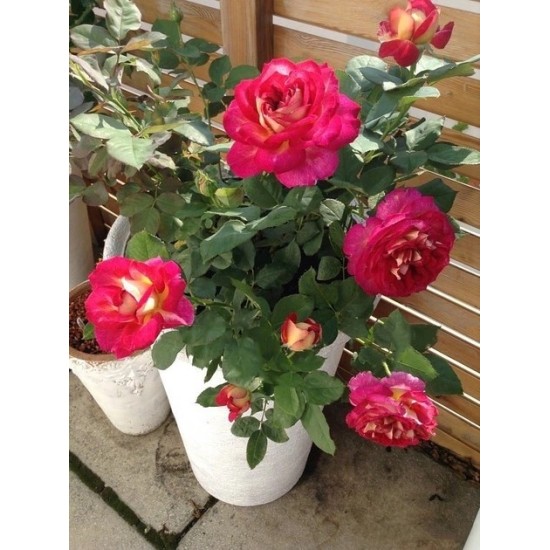  Rose  Bolchoi® ( Meizuzes)