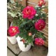  Rose  Bolchoi® ( Meizuzes)