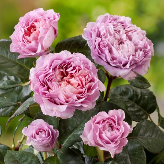 Rose Eisvogel®