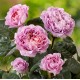 Rose Eisvogel®