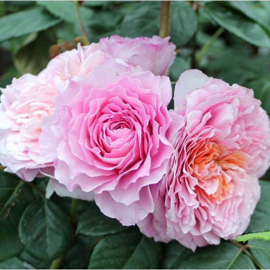 Rose Eisvogel®