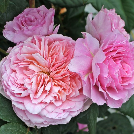 Rose Eisvogel®