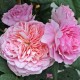 Rose Eisvogel®