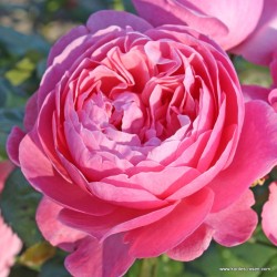 Роза KÖLNER FLORA® 'Kormahensi'
