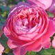  Rose  KÖLNER FLORA® 'Kormahensi'