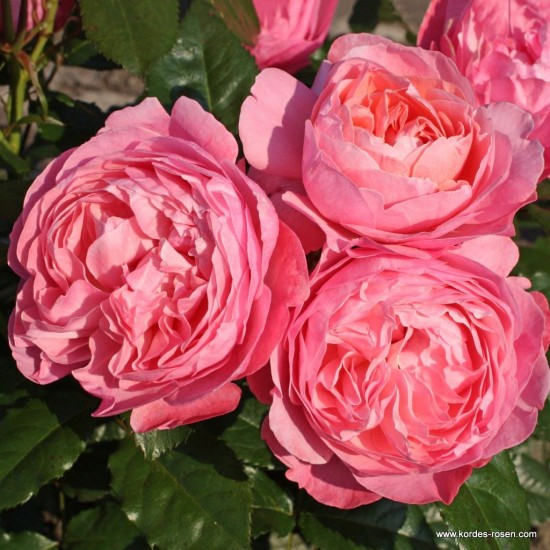  Rose  KÖLNER FLORA® 'Kormahensi'