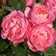  Rose  KÖLNER FLORA® 'Kormahensi'