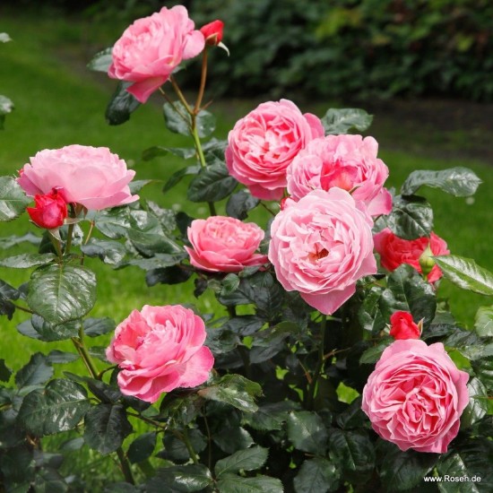  Rose  KÖLNER FLORA® 'Kormahensi'