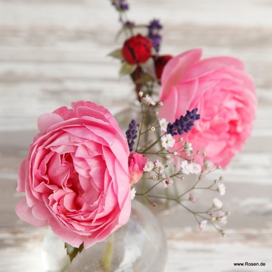  Rose  KÖLNER FLORA® 'Kormahensi'
