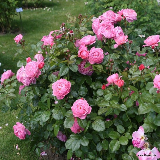  Rose  KÖLNER FLORA® 'Kormahensi'