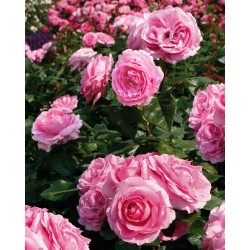Роза Ghita Renaissance ( Mum in a Million™) Poulsen