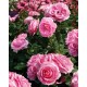 Роза Ghita Renaissance ( Mum in a Million™) Poulsen