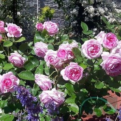 Роза Ghita Renaissance ( Mum in a Million™) Poulsen