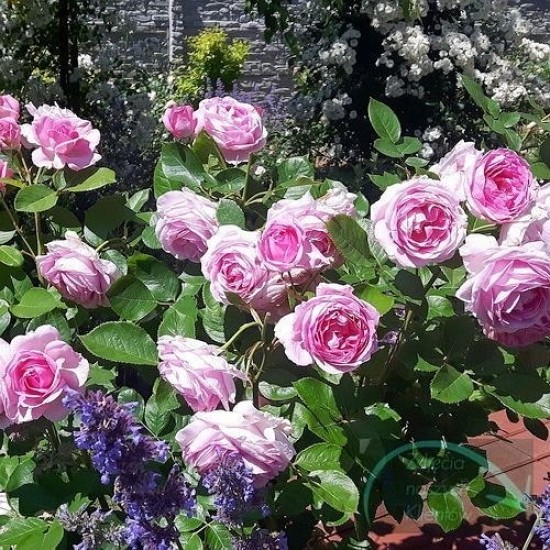 Роза Ghita Renaissance ( Mum in a Million™) Poulsen