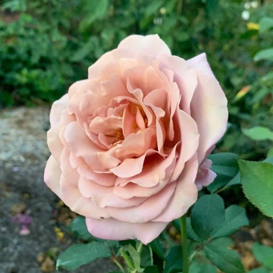  Rose Koko Loco® / Soul Sister® / WEKbyou