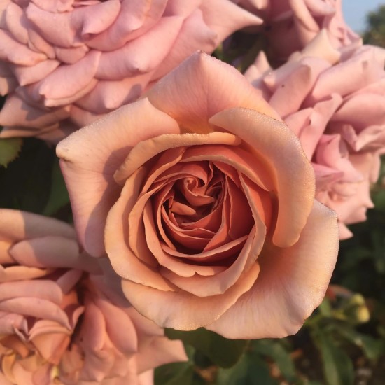  Rose Koko Loco® / Soul Sister® / WEKbyou