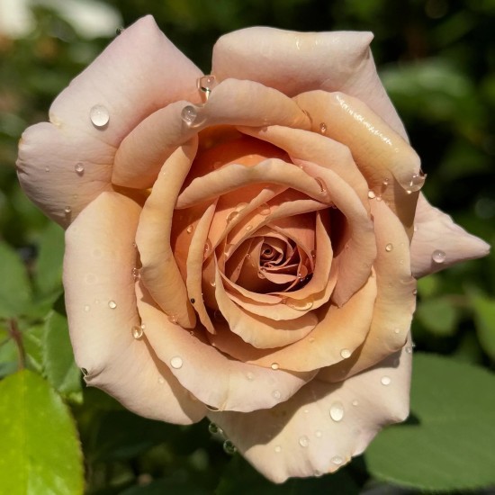  Rose Koko Loco® / Soul Sister® / WEKbyou