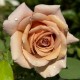  Rose Koko Loco® / Soul Sister® / WEKbyou