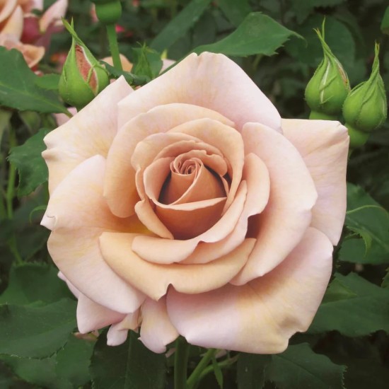  Rose Koko Loco® / Soul Sister® / WEKbyou