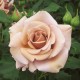  Rose Koko Loco® / Soul Sister® / WEKbyou