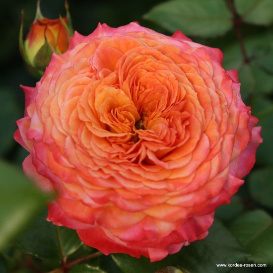  Rose  Meteor® - Fantasia collection by Kordes