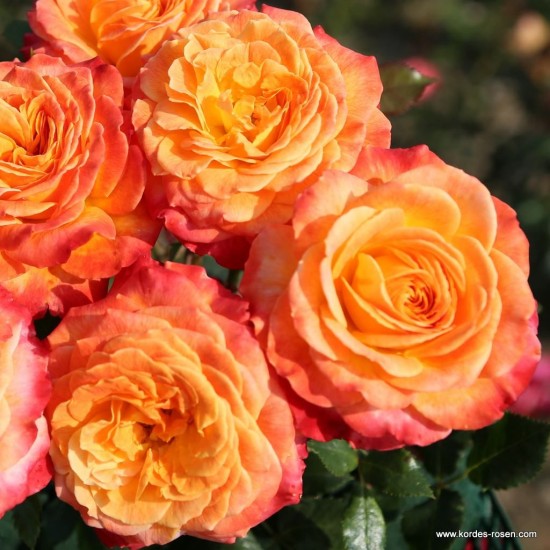  Rose  Meteor® - Fantasia collection by Kordes