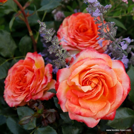  Rose  Meteor® - Fantasia collection by Kordes