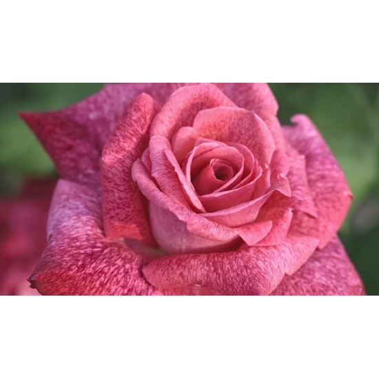  Rose  PIERRE CARDIN® Meilolipo