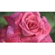  Rose  PIERRE CARDIN® Meilolipo