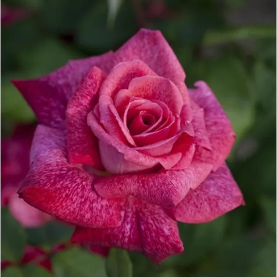  Rose  PIERRE CARDIN® Meilolipo