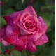  Rose  PIERRE CARDIN® Meilolipo