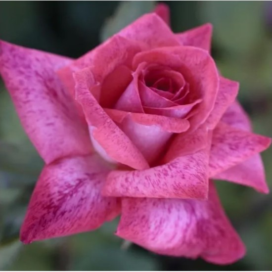  Rose  PIERRE CARDIN® Meilolipo
