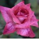  Rose  PIERRE CARDIN® Meilolipo