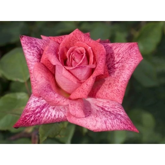  Rose  PIERRE CARDIN® Meilolipo