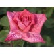  Rose  PIERRE CARDIN® Meilolipo