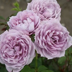  Rose  NOVALIS