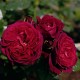  Rose  Astrid Gräfin von Hardenberg