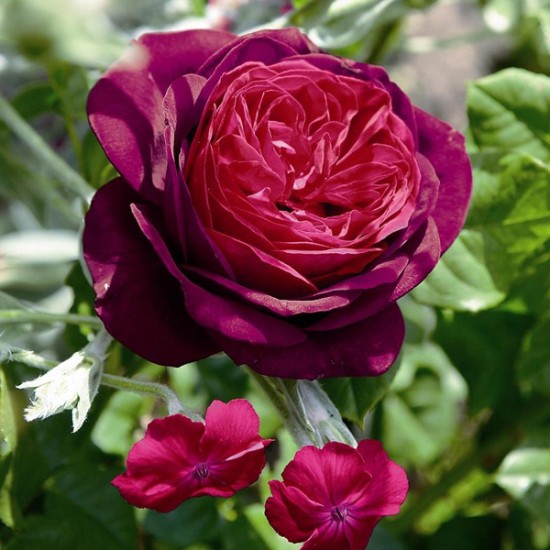  Rose  Astrid Gräfin von Hardenberg