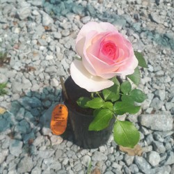 Роза PIERRE DE RONSARD, EDEN ROSE