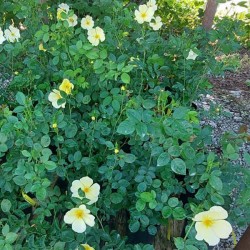 Роза FLOWER