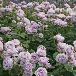  Rose  NOVALIS
